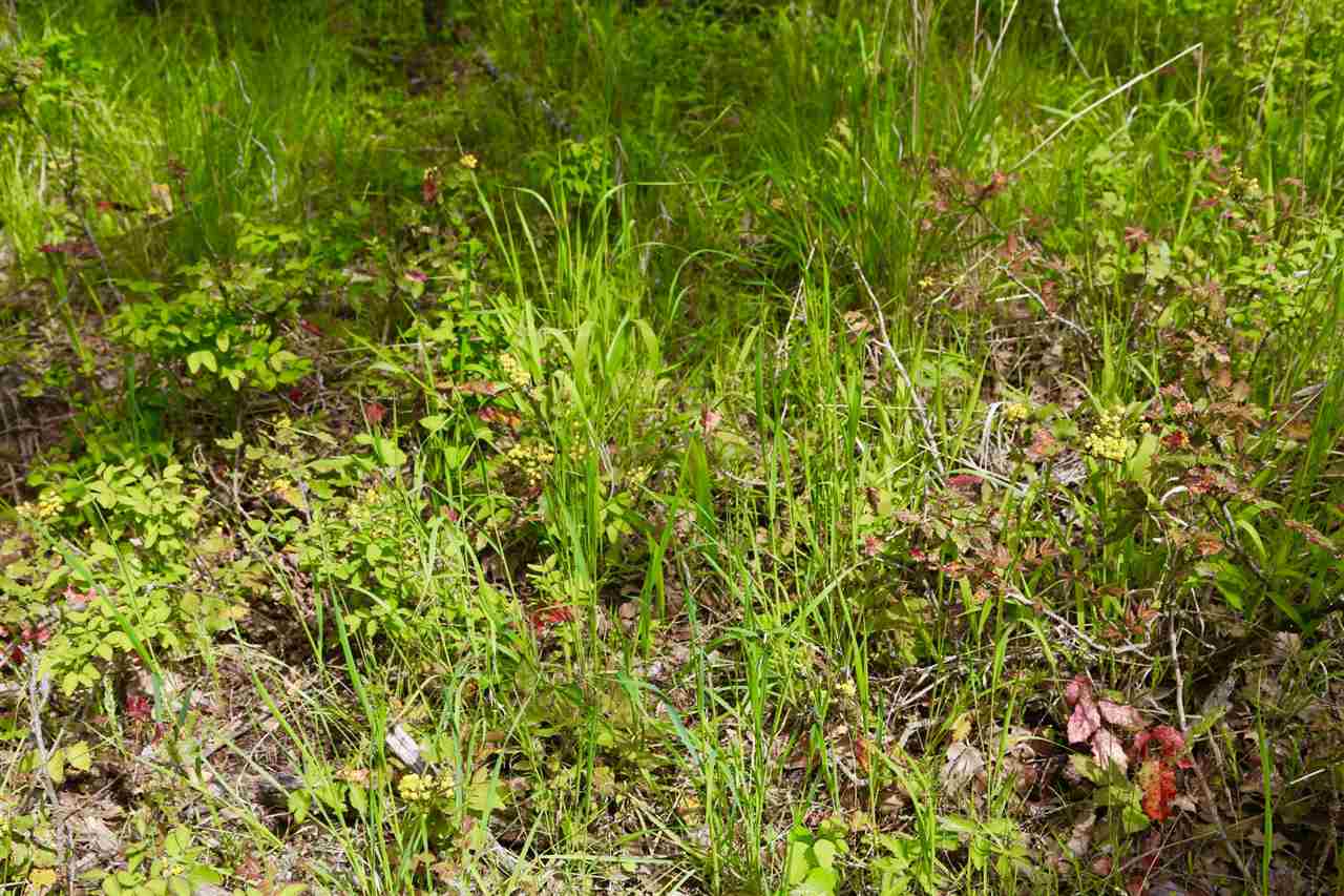 0 East Orchard Bluff Road Chattaroy, WA 99003 - Photo 18 of 19 Gallery Image 18