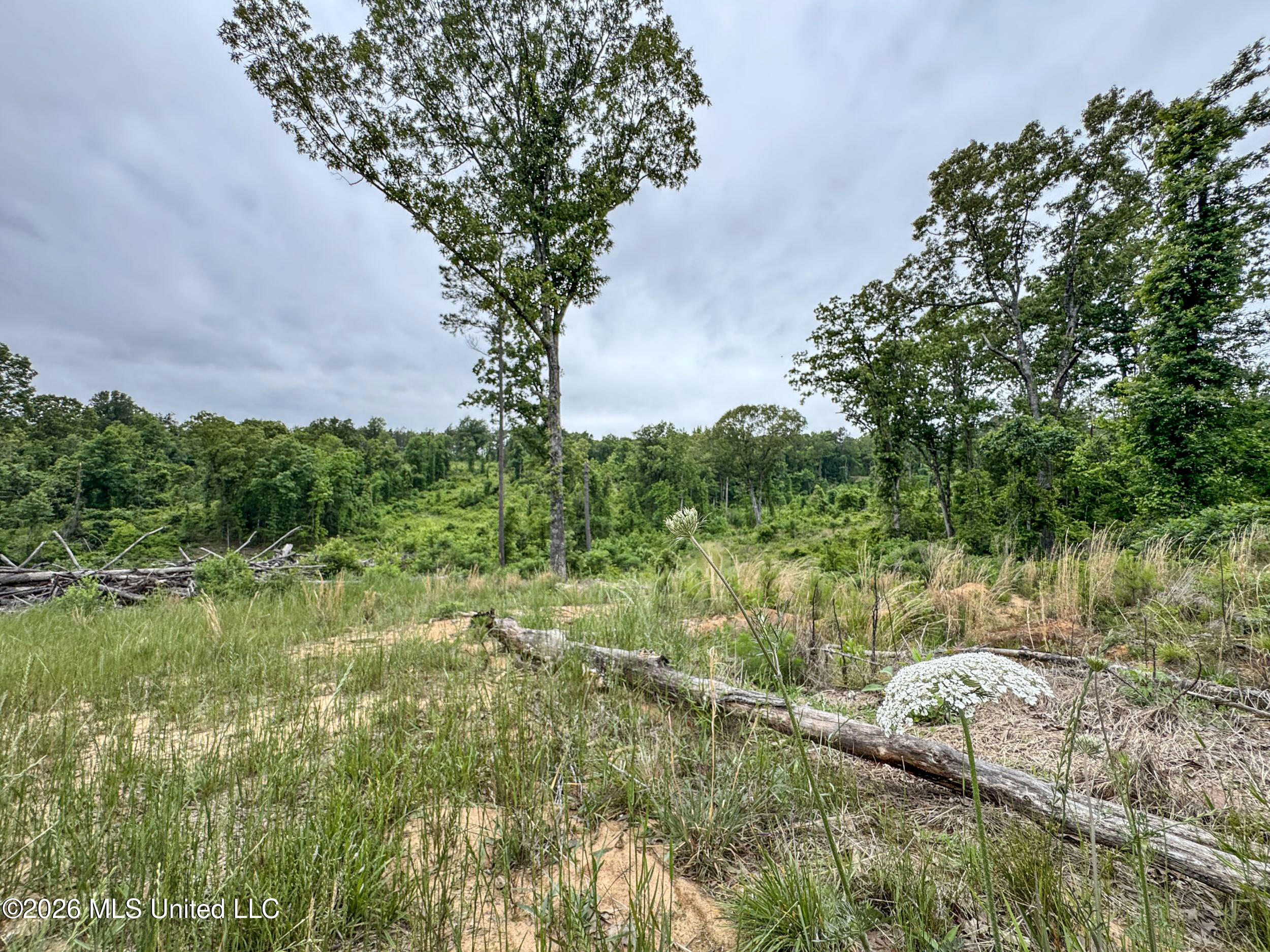 Wayne Massie Road Como, MS 38619 - Photo 134 of 184 5cdtbs75