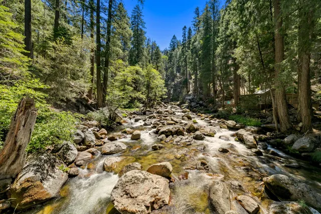 a view of a forest with trees