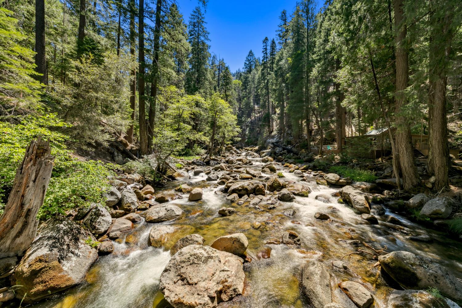 a view of a forest with trees