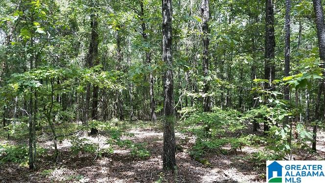 0 Coleman Road Sylacauga, AL 35150 - Photo 7 of 13