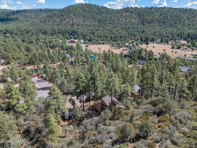a view of a forest with a tree