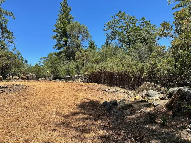 a view of a yard with a tree