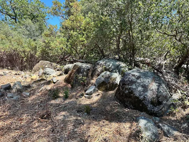 a view of a forest with trees
