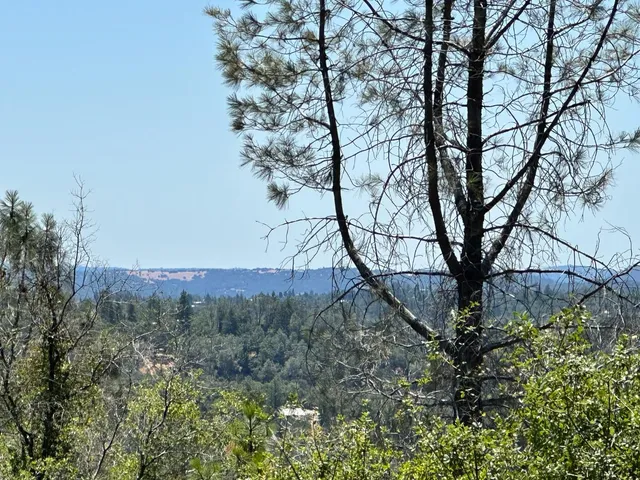a view of a forest with a tree