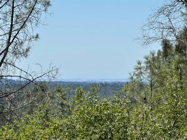a view of a field of the trees