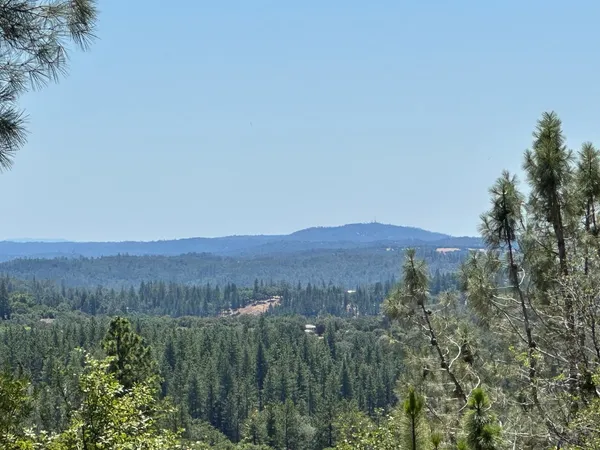 a view of a lush green forest with trees in the background