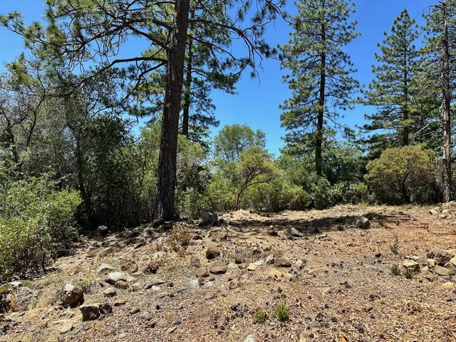 a view of a dry yard with trees
