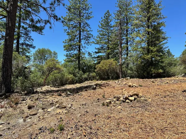 a view of a dry yard with trees