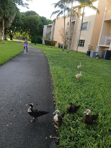 $1,800 | 15300 Southwest 106th Terrace, Unit 520, Miami, FL 33196