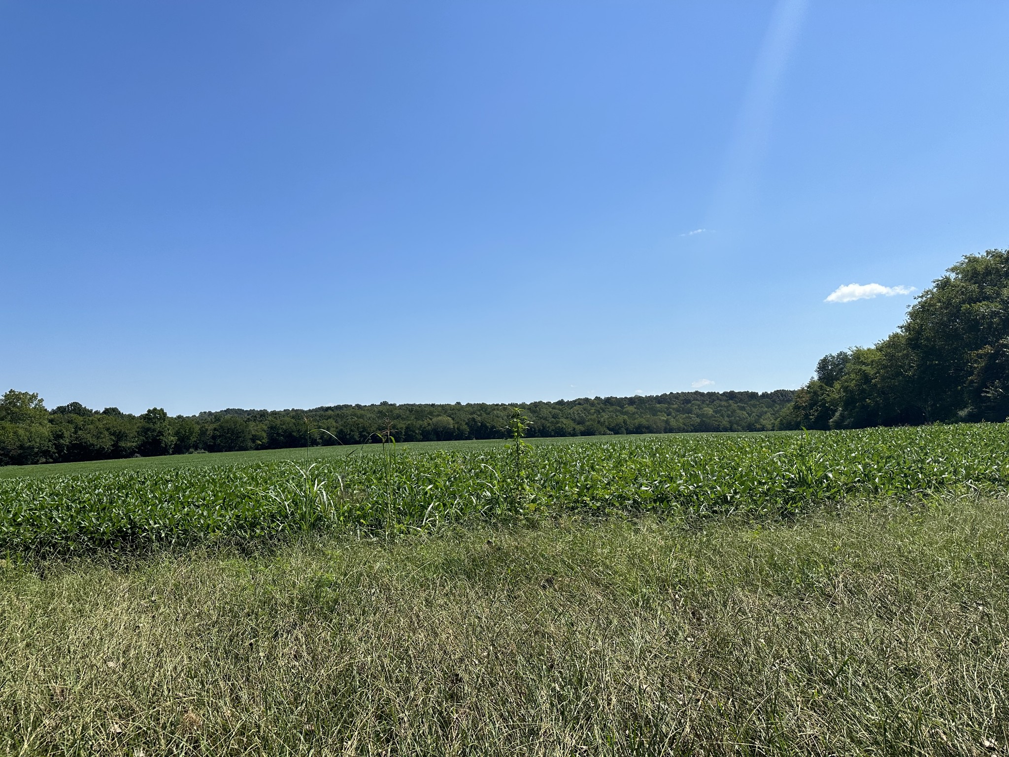 10026 Mona Road Murfreesboro, TN 37129 - Photo 12 of 64 a view of a green field with trees in the background