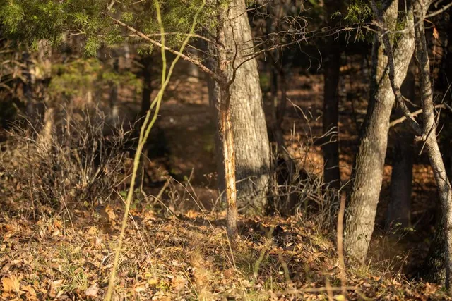 $891,100 | Pp Highway, Edwards, MO 65326