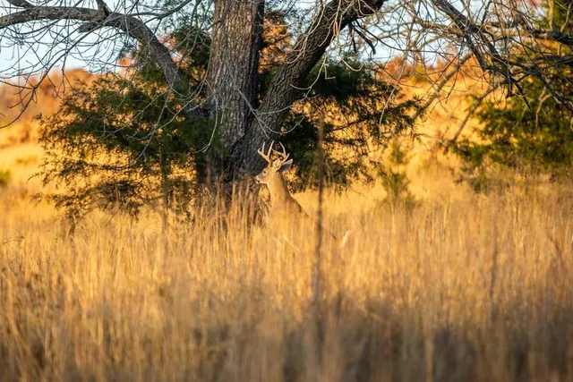 $891,100 | Pp Highway, Edwards, MO 65326