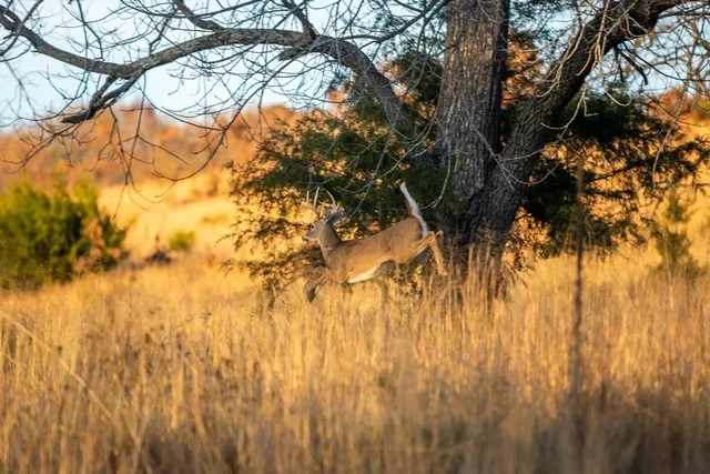 $891,100 | Pp Highway, Edwards, MO 65326