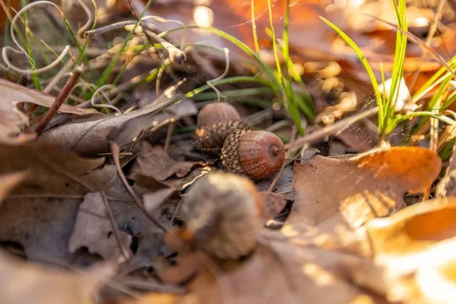 $891,100 | Pp Highway, Edwards, MO 65326