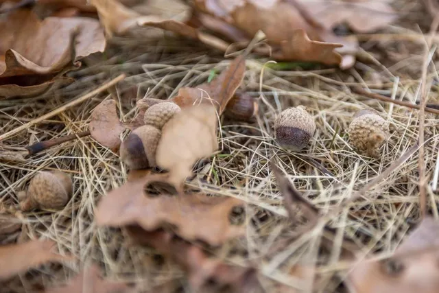 $891,100 | Pp Highway, Edwards, MO 65326