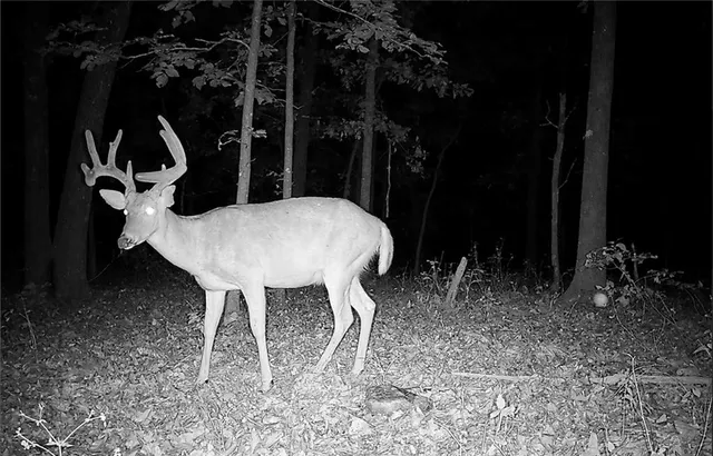 $891,100 | Pp Highway, Edwards, MO 65326