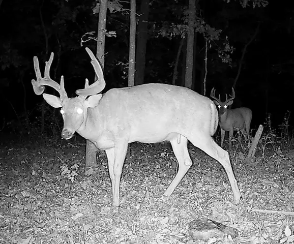 $891,100 | Pp Highway, Edwards, MO 65326