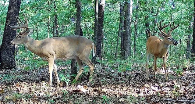 $891,100 | Pp Highway, Edwards, MO 65326