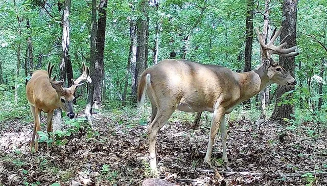 $891,100 | Pp Highway, Edwards, MO 65326