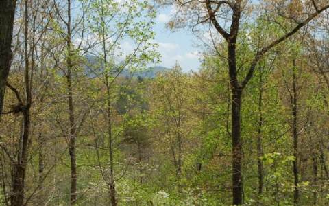Lot 2 Antioch Cemetary Road Morganton, GA 30560 - Photo 1 of 1