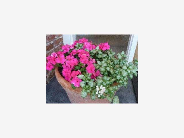 116 Meadow Road Santa Cruz, CA 95060 - Photo 6 of 7 Gallery Image 6