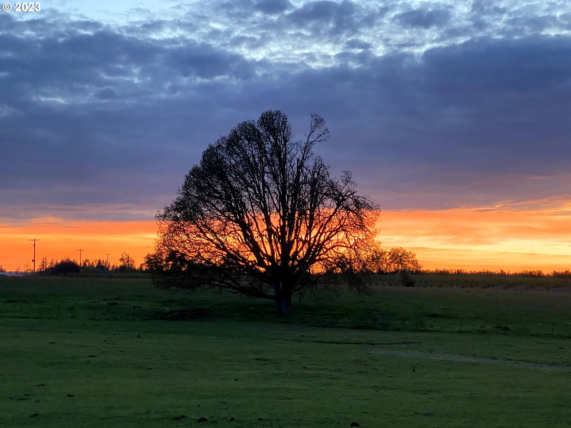 8951 South Schneider Road Canby, OR 97013 - Photo 34 of 39 a view of a field of grass and a tree