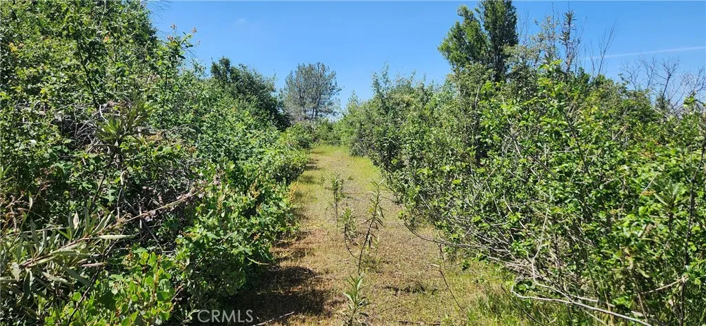 0 Hummer Forest Ranch Magalia, CA 95954 - Photo 7 of 28 a view of a yard with plants and a trees
