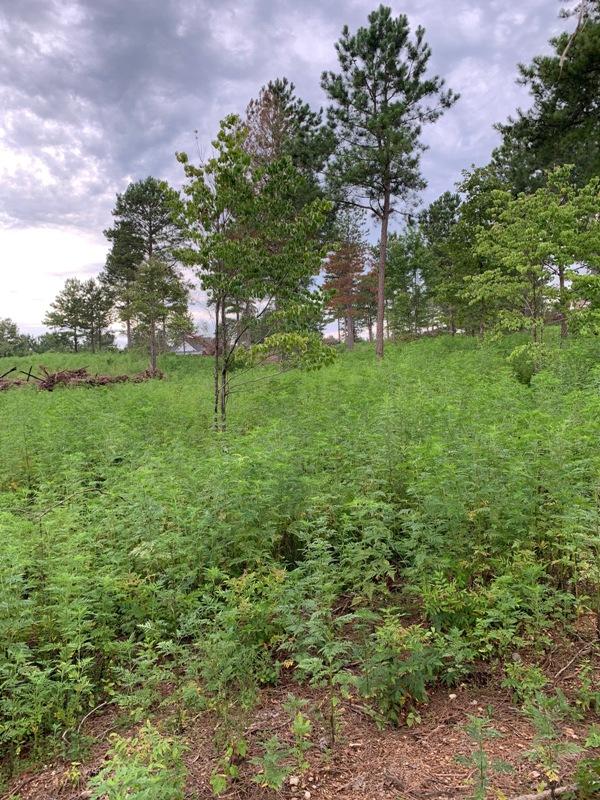 Ward Road Loudon, TN 37774 - Photo 3 of 30 3