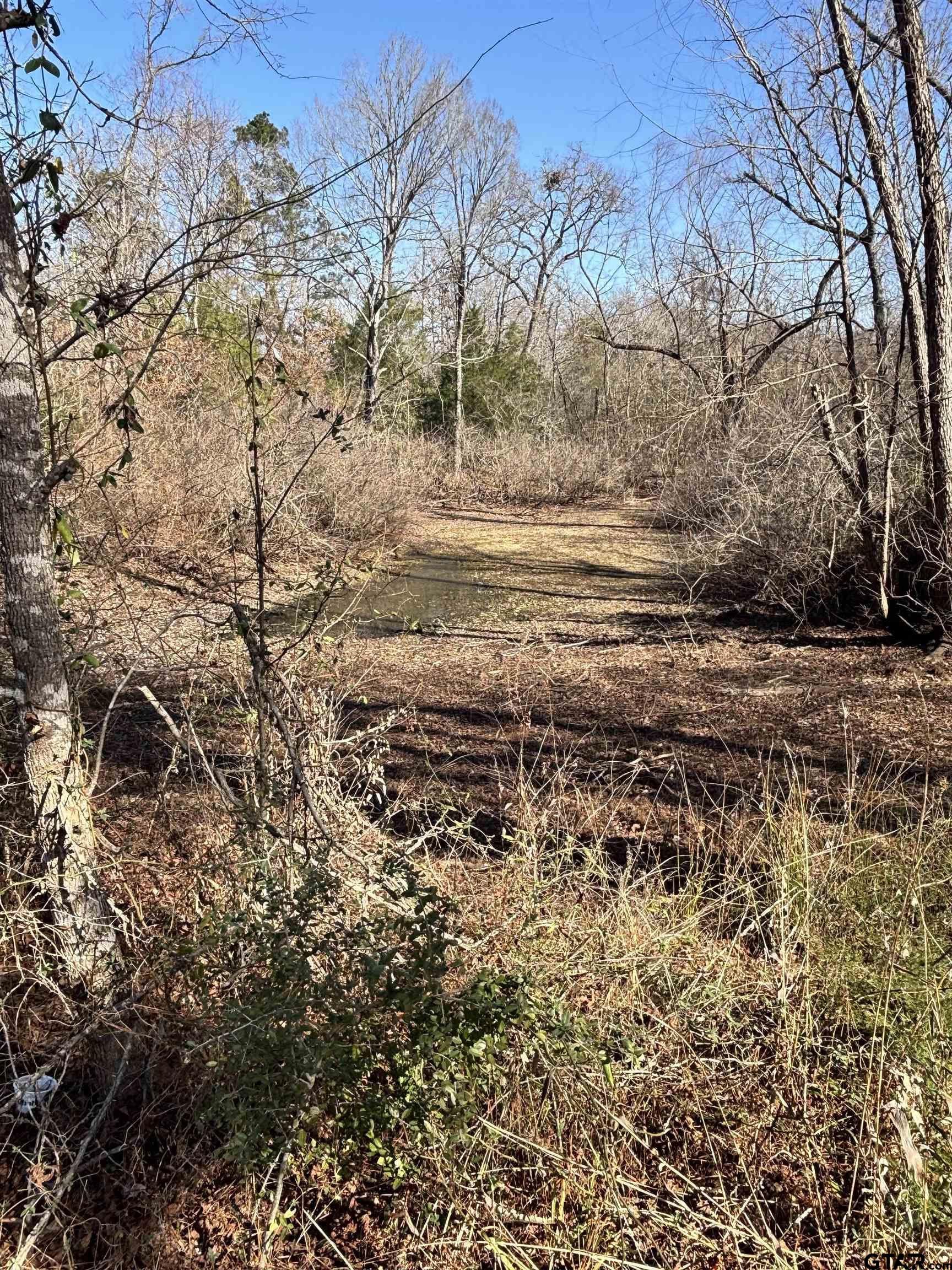 1065 South Main Street Reklaw, TX 75784 - Photo 5 of 7 a view of dirt yard with a large tree