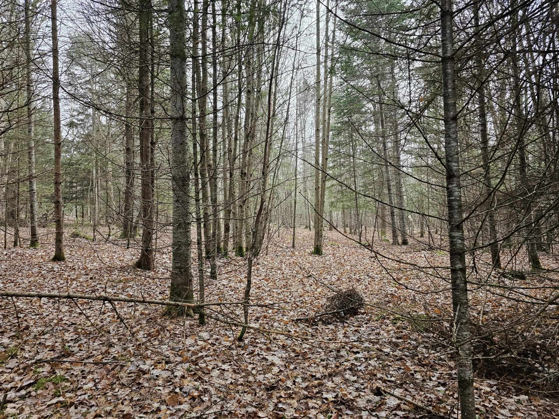 461 Hill Road, Unit MAP R14 LOT 4 ( LAND ONLY) Dummer, NH 03588 - Photo 7 of 8 Gallery Image 7