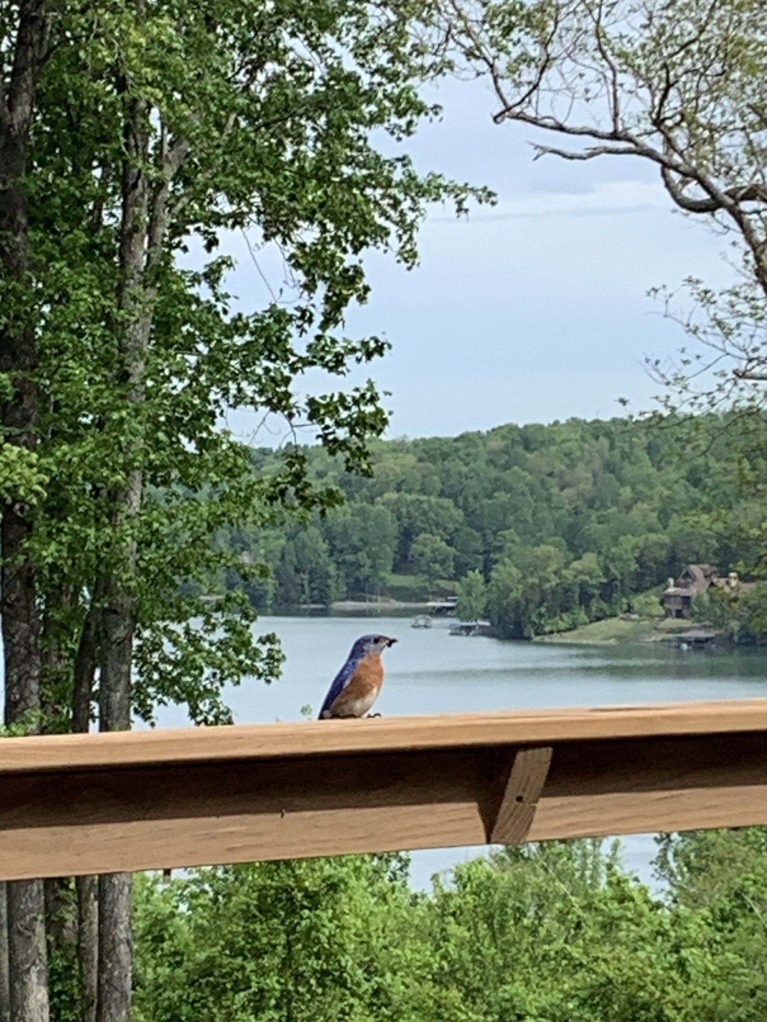 1157 Majors Cemetery Road Lynchburg, TN 37352 - Photo 49 of 51