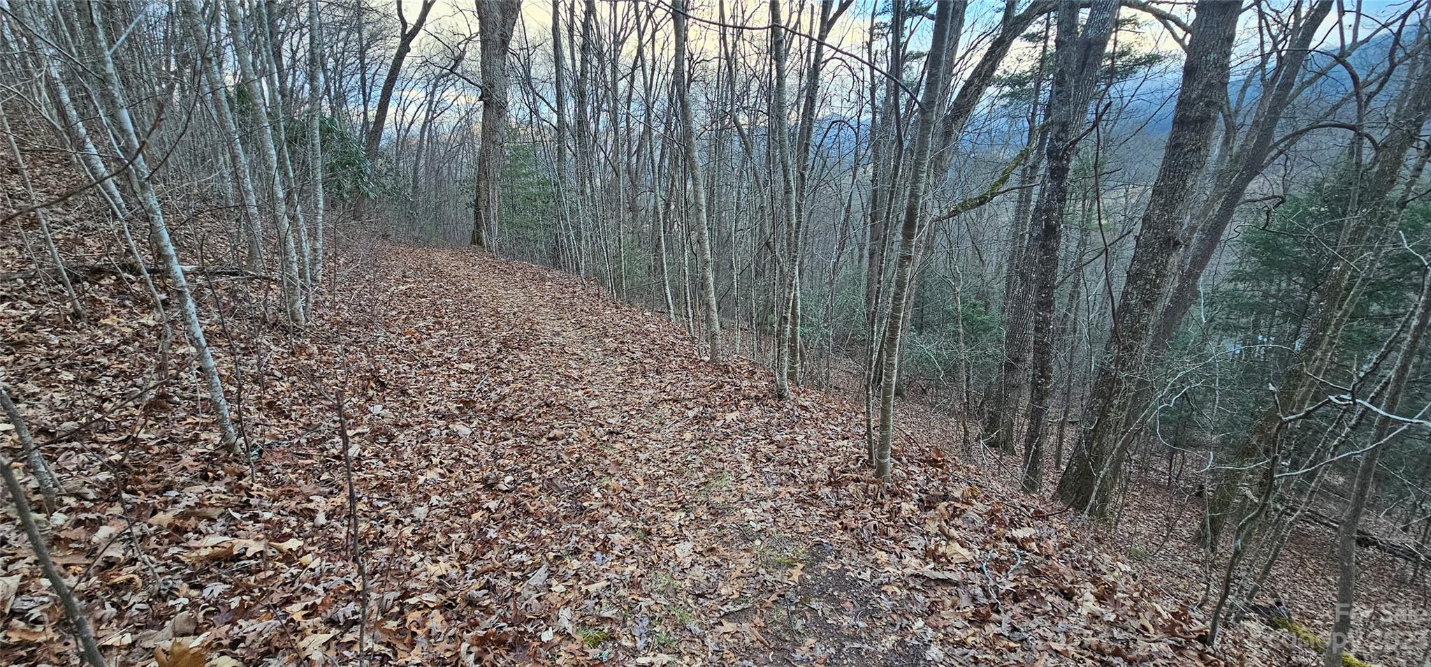 Lot 9 Seay Mountain Road Waynesville, NC 28785 - Photo 1 of 28 a view of a forest