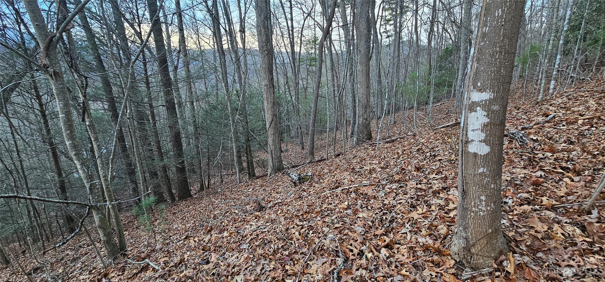 Lot 9 Seay Mountain Road Waynesville, NC 28785 - Photo 10 of 28 a view of a pathway of a yard with plants and wooden fence