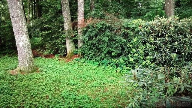 82 Spruce Pine Road Newland, NC 28657 - Photo 16 of 26 Gallery Image 16
