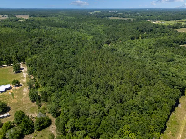 a view of a forest with a street