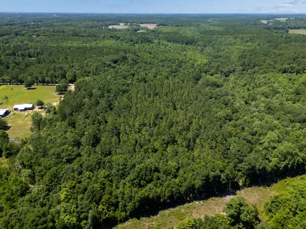 a view of a forest with a street