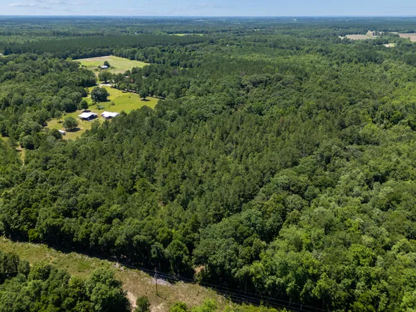 a view of a forest with a street view
