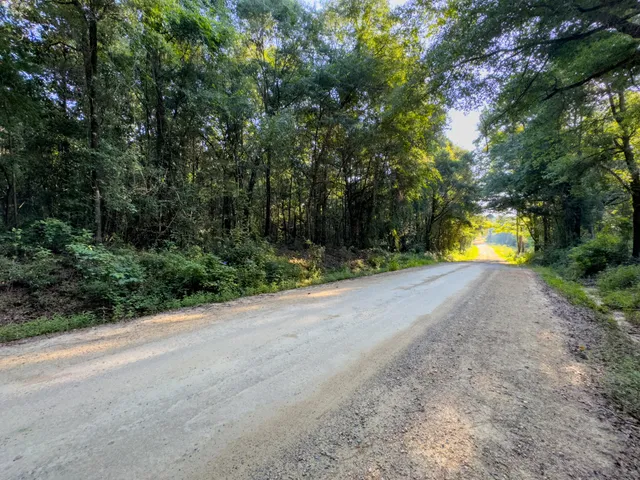 a view of a road with a yard and large trees