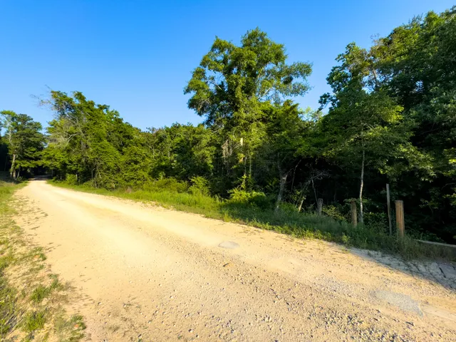 a view of a yard with plants and tree
