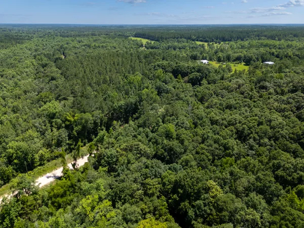 a view of a lush green forest with lots of trees