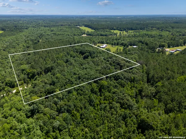 a view of a yard with a forest