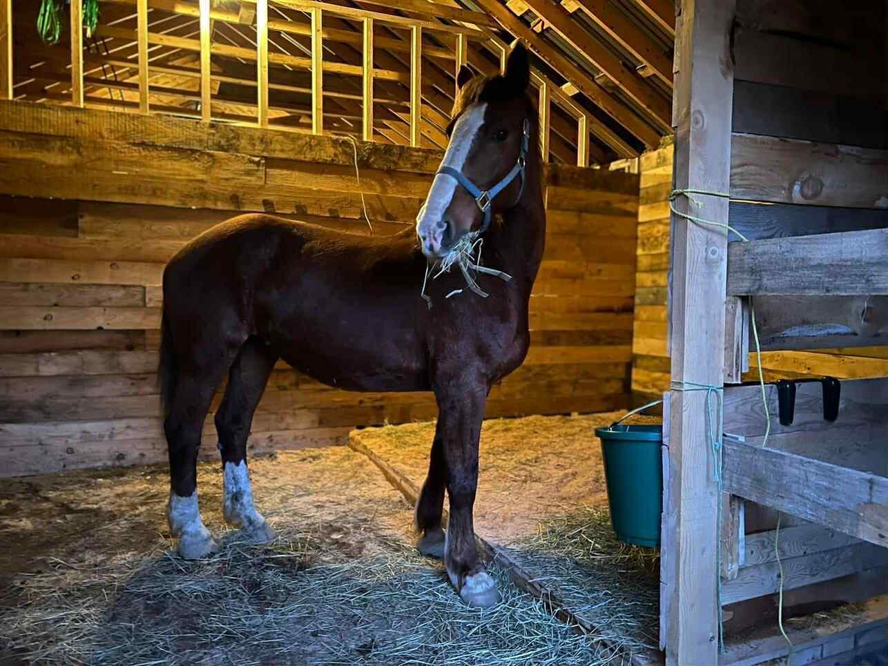 24 Fickett Lane Solon, ME 04979 - Photo 38 of 46 24 Fickett Horse Stall