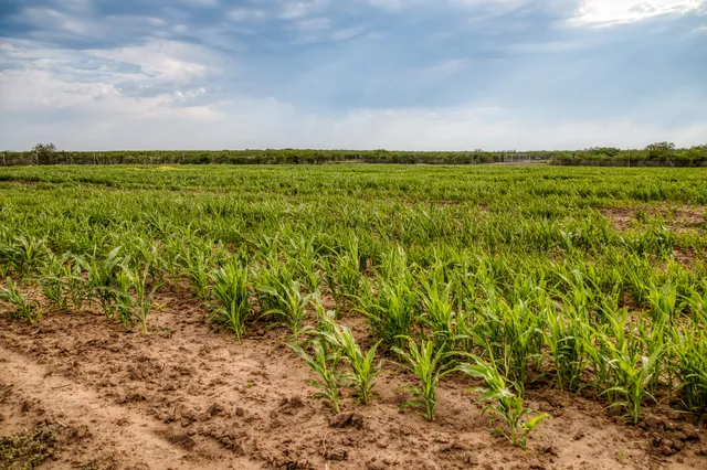 $3,250,000 | 5172 Cr 321 Freer Tx 78357, San Diego, TX 78384