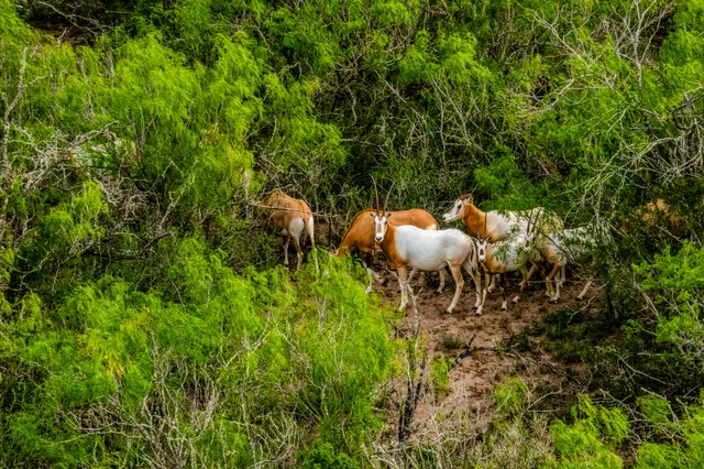 $3,250,000 | 5172 Cr 321 Freer Tx 78357, San Diego, TX 78384