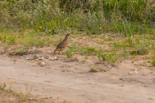 $3,250,000 | 5172 Cr 321 Freer Tx 78357, San Diego, TX 78384