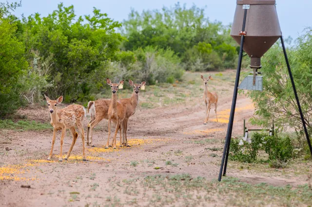 $3,250,000 | 5172 Cr 321 Freer Tx 78357, San Diego, TX 78384