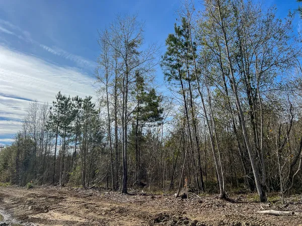 a view of a forest with trees