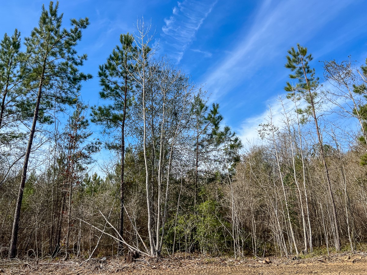 T-1 Lakeview Road Vidor, TX 77662 - Photo 6 of 18