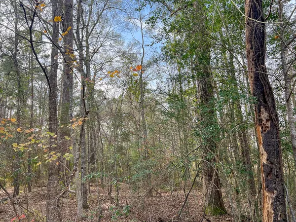 a view of a forest with trees in the background